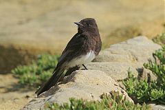 Black Phoebe